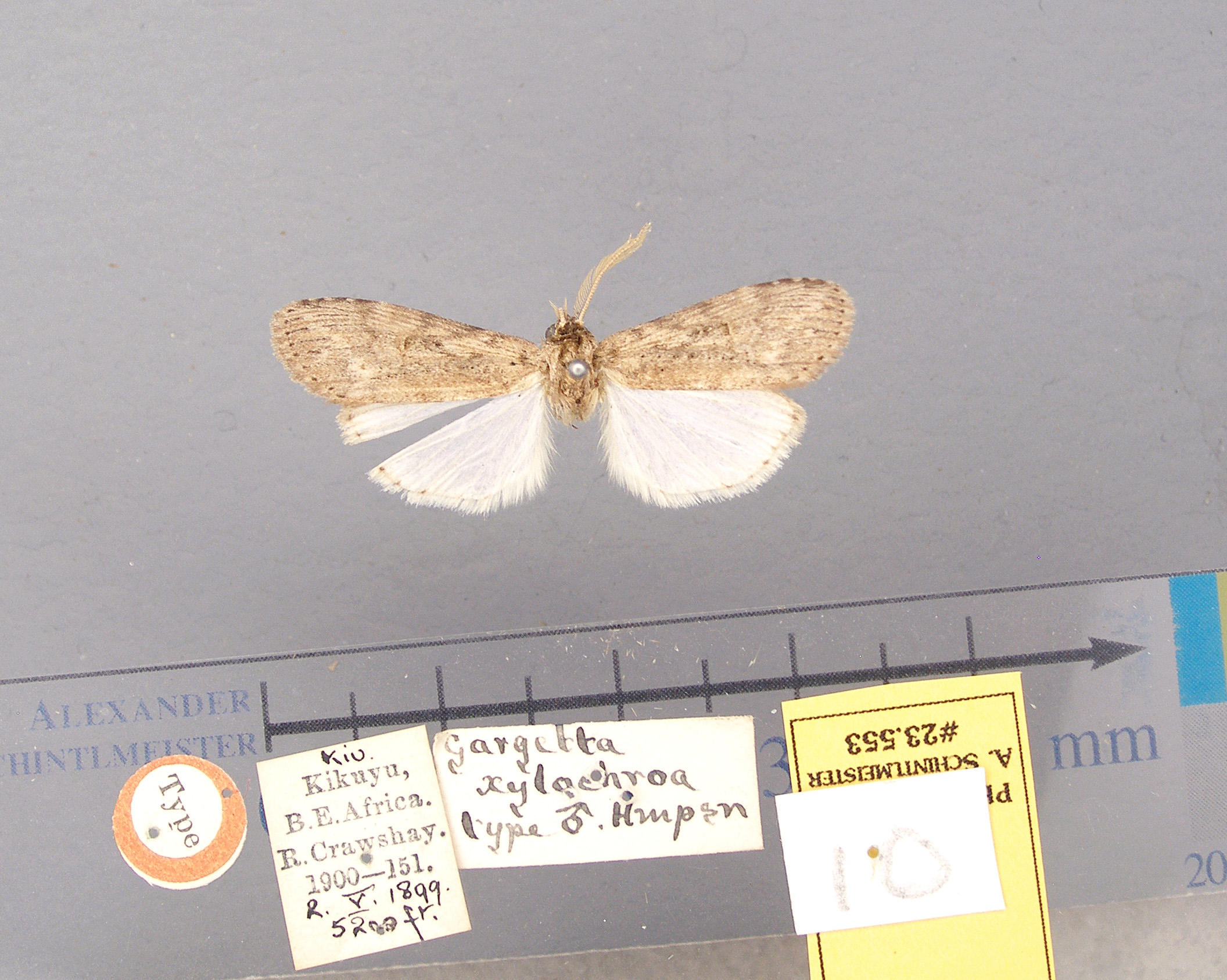/filer/webapps/moths/media/images/X/xylochroa-Psalisodes-23553-HT-Kenya.jpg