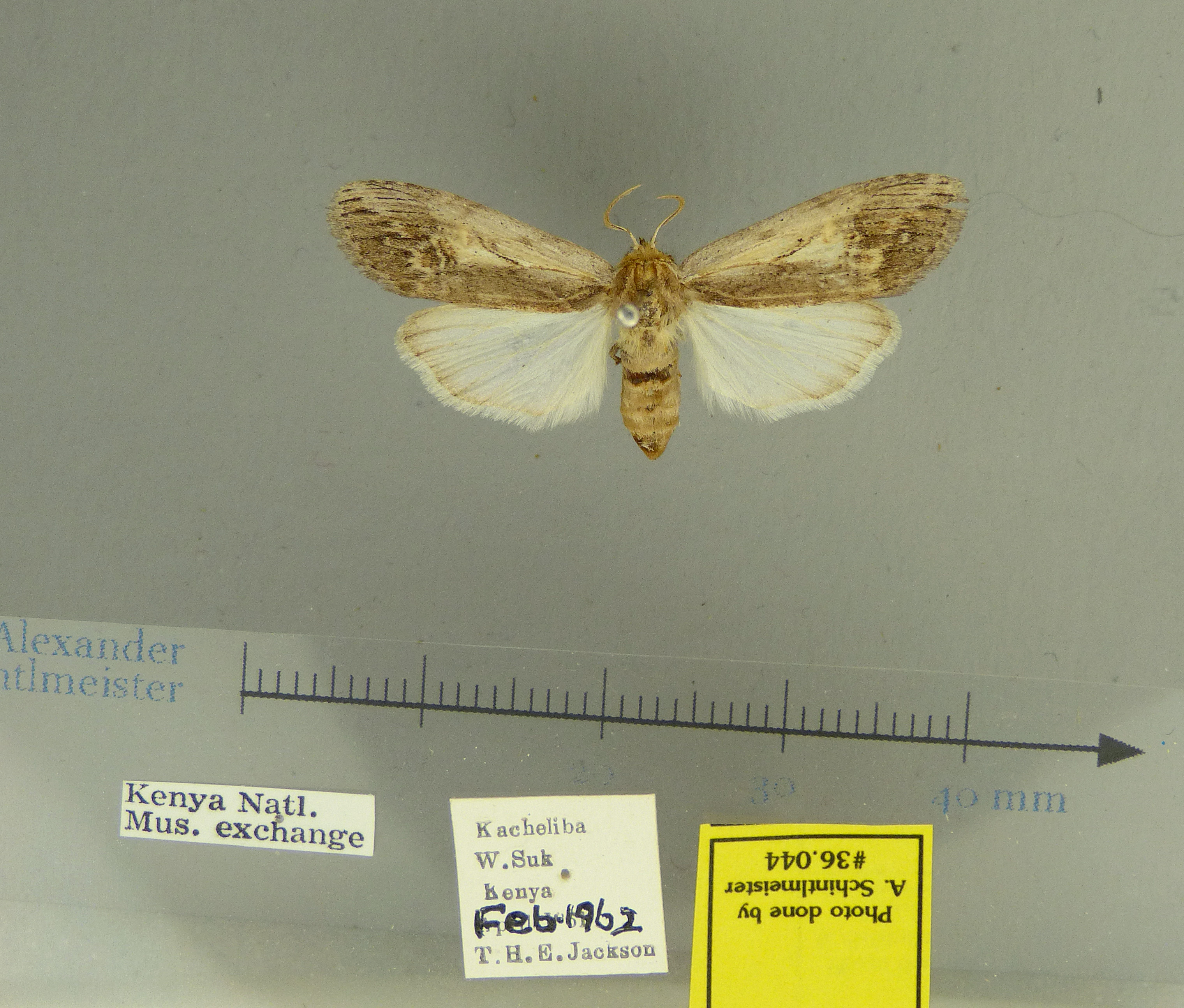 /filer/webapps/moths/media/images/X/xylochroa-Psalisodes-36044f-Kenya.jpg