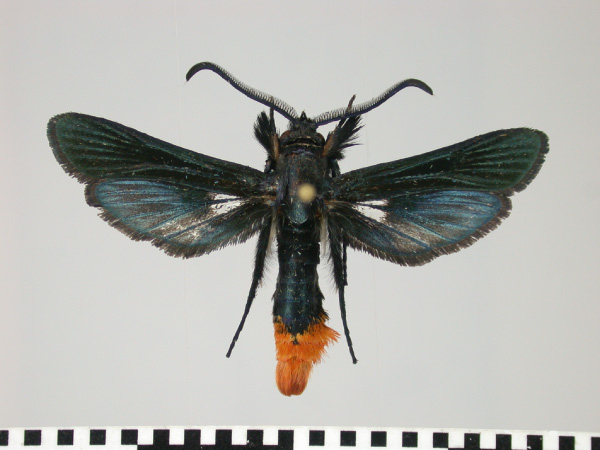 /filer/webapps/moths/media/images/X/xylocopiformis_Sura_AM_SMNS_01.jpg