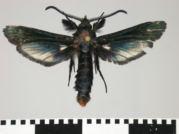/filer/webapps/moths/media/images/X/xylocopiformis_Sura_AM_SMNS_02.jpg