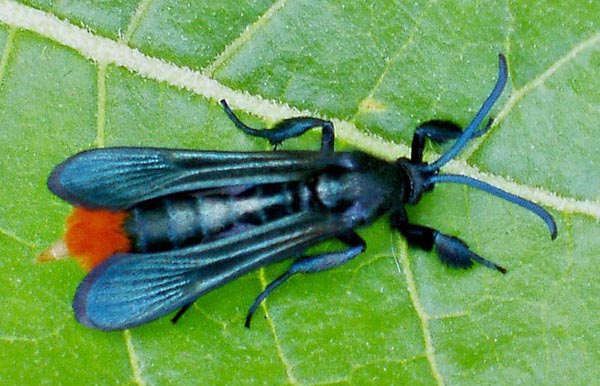 /filer/webapps/moths/media/images/X/xylocopiformis_Sura_A_Braun_4.jpg