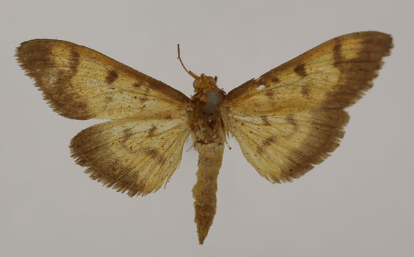 /filer/webapps/moths/media/images/X/xylocraspis_Syllepte_HT_BMNH.jpg