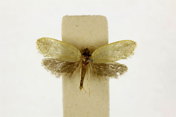 /filer/webapps/moths/media/images/X/xylonitis_Narycia_HT_RMCA.jpg