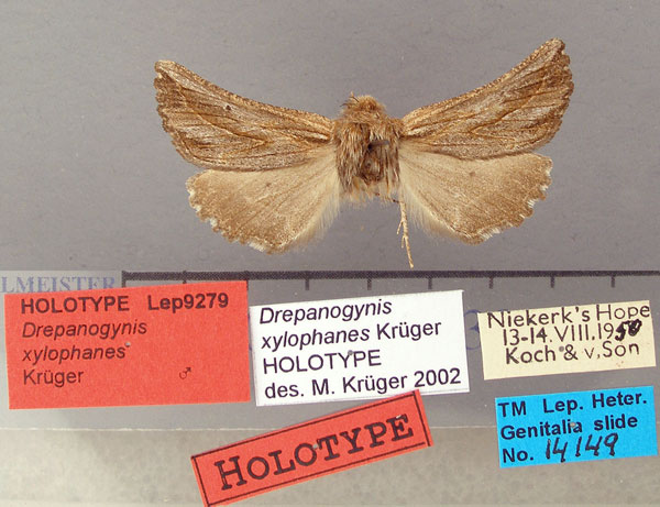 /filer/webapps/moths/media/images/X/xylophanes_Drepanogynis_HT_TMSA.jpg