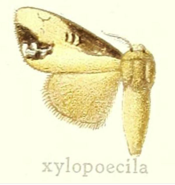 /filer/webapps/moths/media/images/X/xylopoecila_Dasychira_HT_Hering_27e.jpg