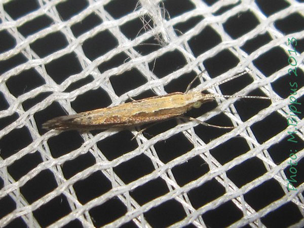 /filer/webapps/moths/media/images/X/xylostella_Plutella_A_Bippus.jpg
