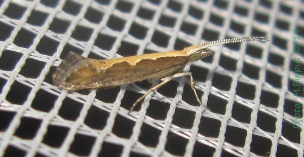 /filer/webapps/moths/media/images/X/xylostella_Plutella_A_Bippus_02.jpg