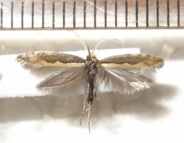 /filer/webapps/moths/media/images/X/xylostella_Plutella_A_Bippus_03.jpg