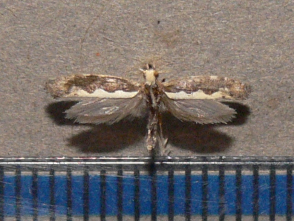 /filer/webapps/moths/media/images/X/xylostella_Plutella_A_Goff_JadexO0.jpg