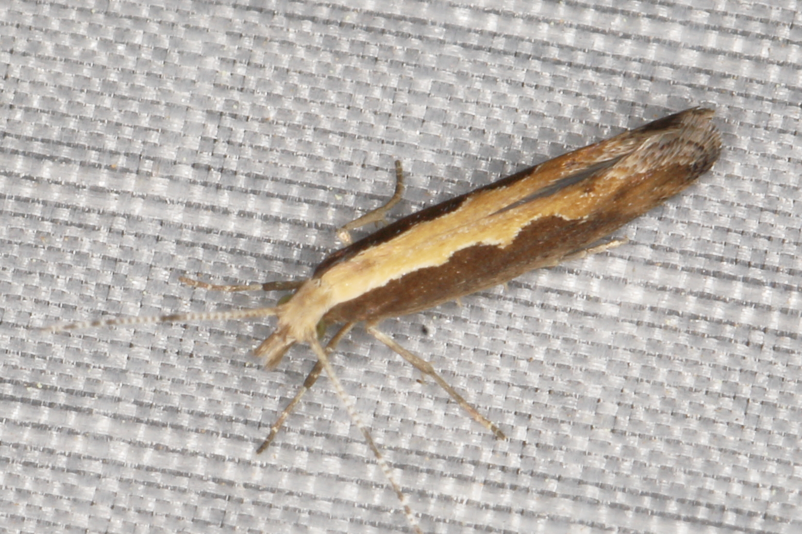 /filer/webapps/moths/media/images/X/xylostella_Plutella_A_Heyns_01.JPG
