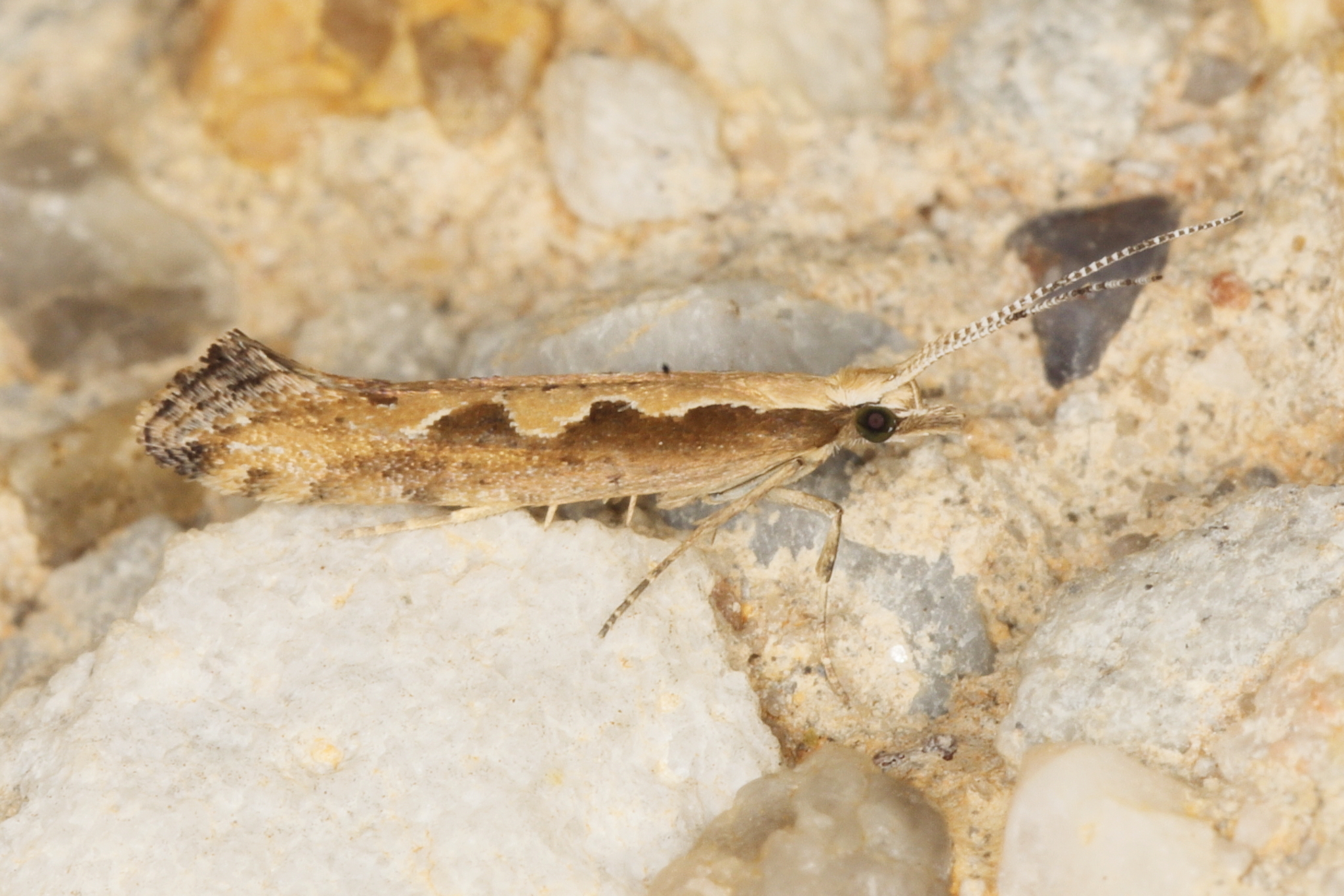 /filer/webapps/moths/media/images/X/xylostella_Plutella_A_Heyns_02.JPG