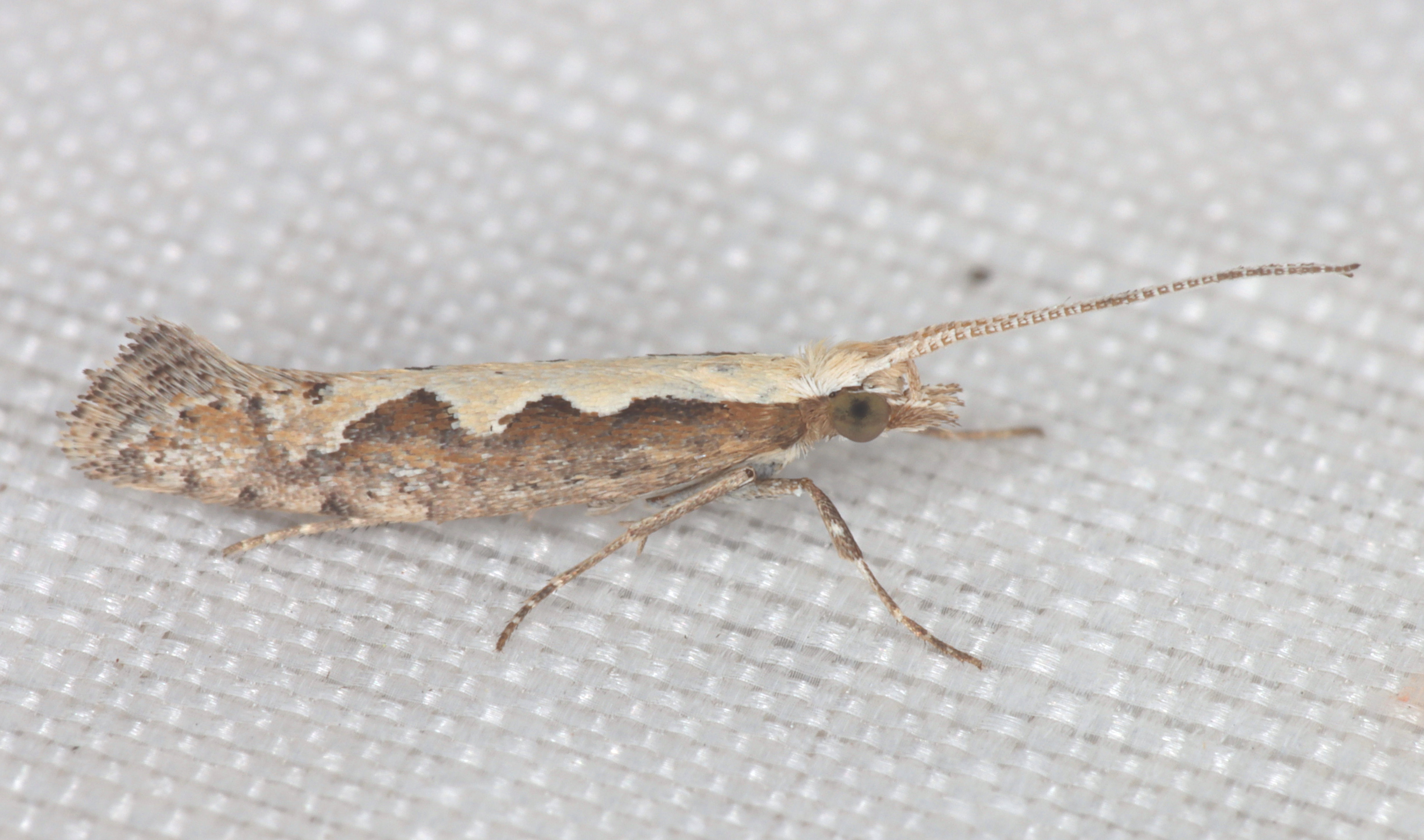 /filer/webapps/moths/media/images/X/xylostella_Plutella_A_Heyns_03.jpg