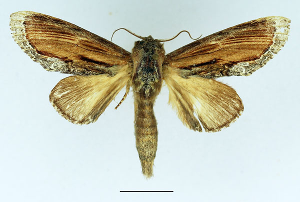 /filer/webapps/moths/media/images/X/xylostola_Ulinella_AM_Basquin_01.jpg