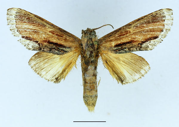 /filer/webapps/moths/media/images/X/xylostola_Ulinella_AM_Basquin_02.jpg