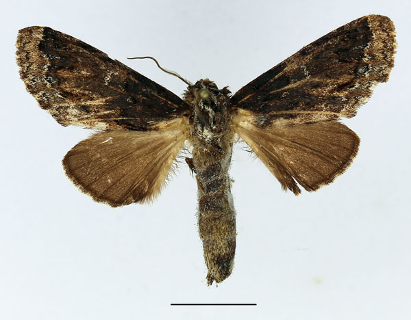 /filer/webapps/moths/media/images/X/xylostola_Ulinella_AM_Basquin_03.jpg