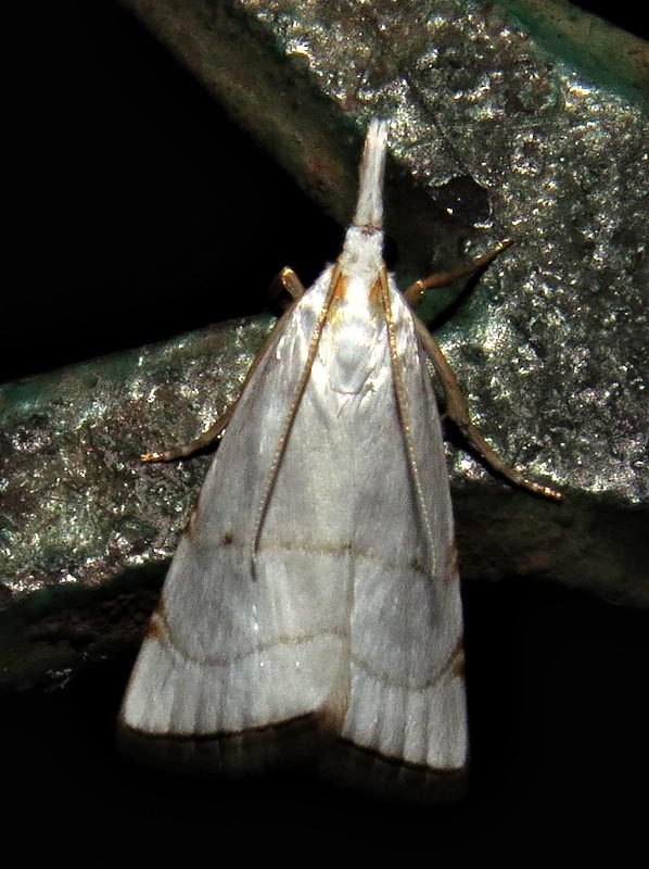 /filer/webapps/moths/media/images/X/xymena_Pseudocatharylla_A_Braun_01.jpg