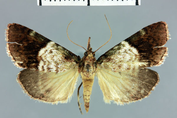 /filer/webapps/moths/media/images/X/xyridotalis_Megarthria_AT_MNHN.jpg