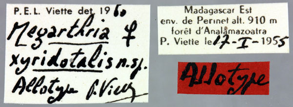 /filer/webapps/moths/media/images/X/xyridotalis_Megarthria_AT_MNHNl.jpg