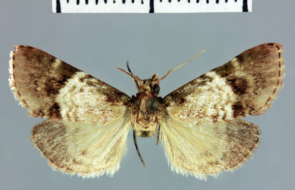 /filer/webapps/moths/media/images/X/xyridotalis_Megarthria_HT_MNHN.jpg