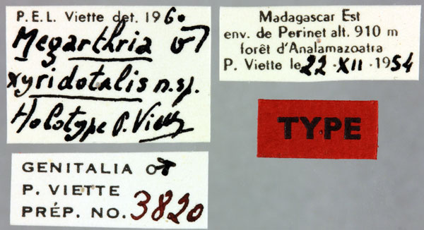 /filer/webapps/moths/media/images/X/xyridotalis_Megarthria_HT_MNHNl.jpg