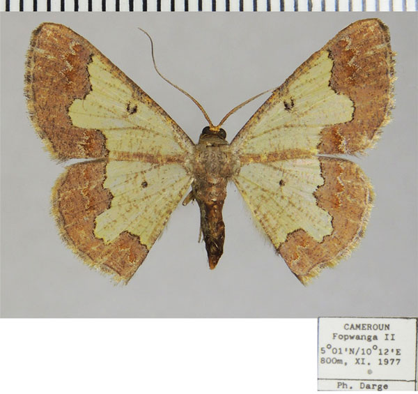 /filer/webapps/moths/media/images/X/xystra_Zamarada_AF_ZSM.jpg