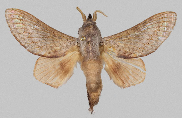 /filer/webapps/moths/media/images/Y/yahya_Revaya_HT_Mueller.jpg