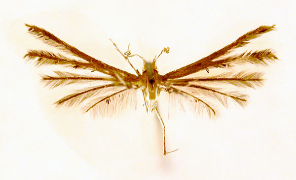 /filer/webapps/moths/media/images/Y/yakovlevi_Prichotilus_HT_BMNH.jpg
