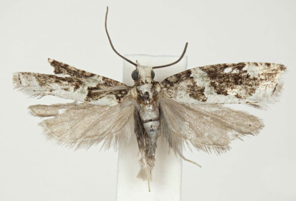 /filer/webapps/moths/media/images/Y/yale_Megaherpystis_PTM_NHMO.jpg