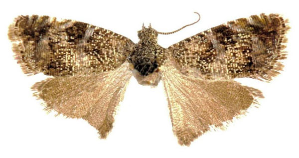 /filer/webapps/moths/media/images/Y/yangambiana_Coccothera_HT_ZMUC.jpg