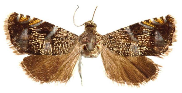 /filer/webapps/moths/media/images/Y/yangambiana_Coccothera_PTF_ZMUC.jpg