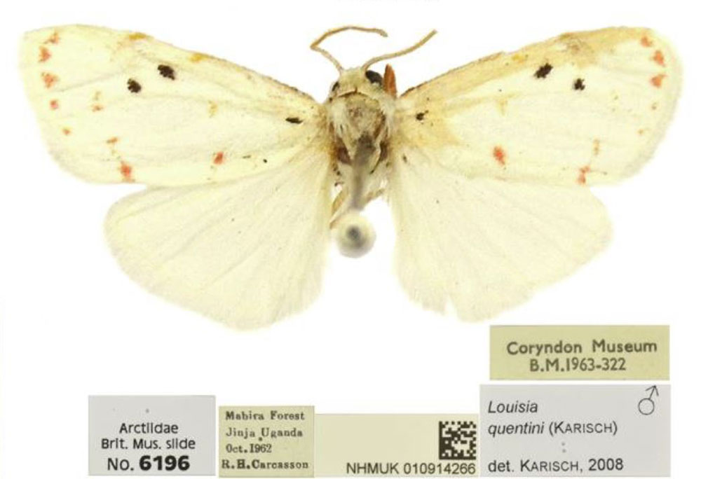 /filer/webapps/moths/media/images/Y/yaseminae_Cyana_PTM_BMNH.jpg