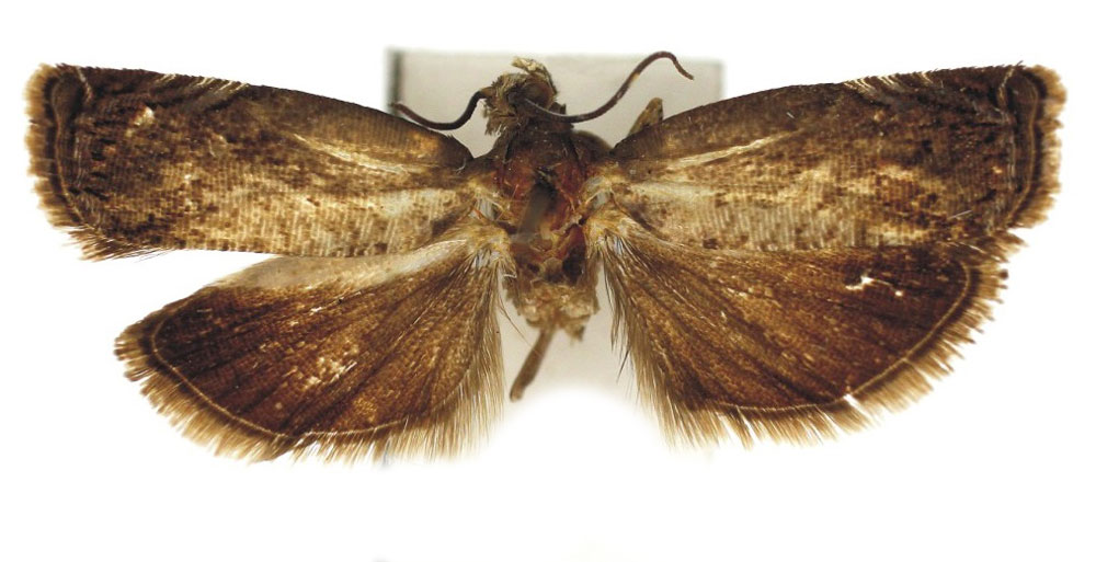 /filer/webapps/moths/media/images/Y/yauondeae_Amabrana_HT_Bassi.jpg