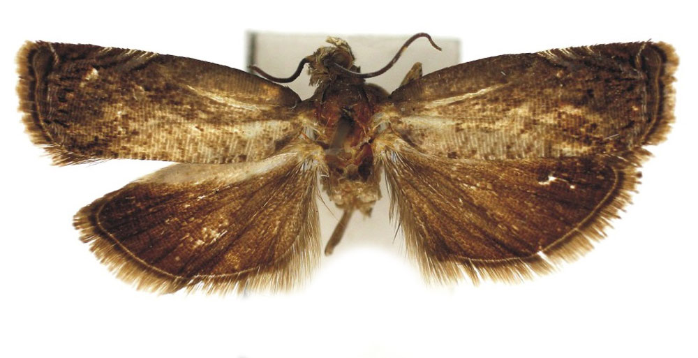 /filer/webapps/moths/media/images/Y/yauondeae_Amabrana_HT_Bassi.jpg