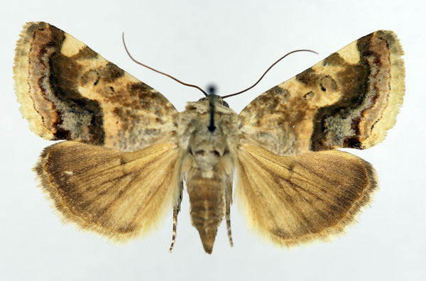 /filer/webapps/moths/media/images/Y/yemenensis_Acontia_AF_Aulombard_01.jpg