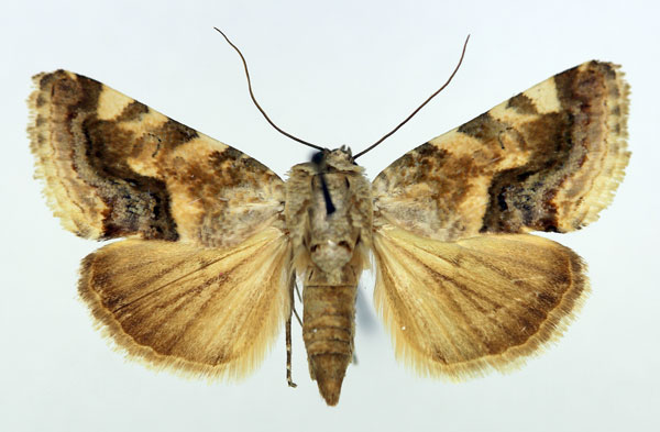 /filer/webapps/moths/media/images/Y/yemenensis_Acontia_AF_Aulombard_02.jpg