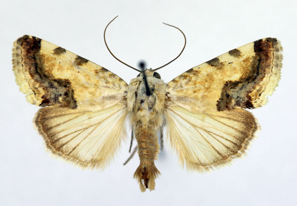 /filer/webapps/moths/media/images/Y/yemenensis_Acontia_AM_Aulombard_01.jpg