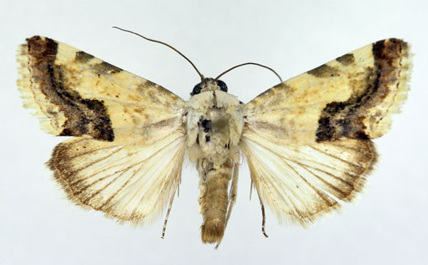 /filer/webapps/moths/media/images/Y/yemenensis_Acontia_AM_Aulombard_02.jpg