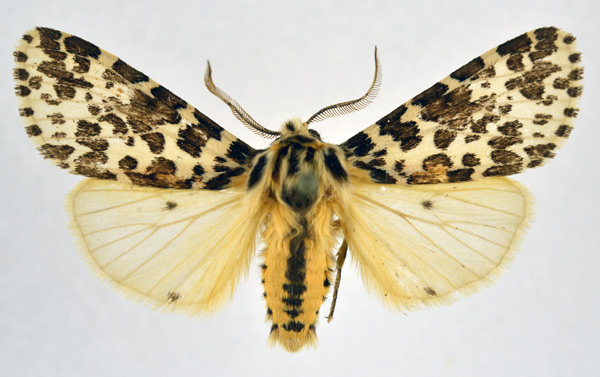 /filer/webapps/moths/media/images/Y/yemenensis_Spilosoma_AM_NHMO.jpg