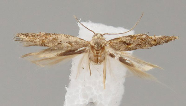 /filer/webapps/moths/media/images/Y/yemeniasquamella_Istrianis_HT_Bidzilya.jpg