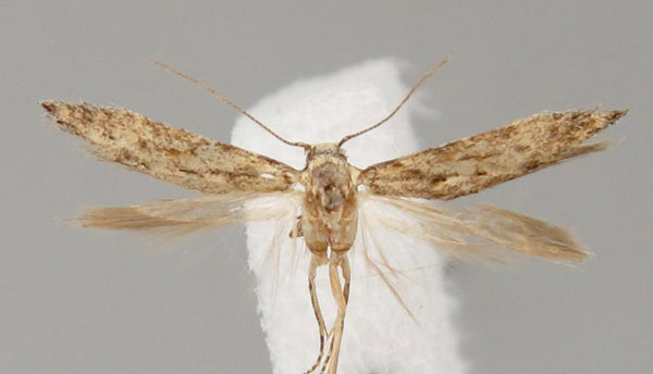 /filer/webapps/moths/media/images/Y/yemeniasquamella_Istrianis_PT_Bidzilya.jpg