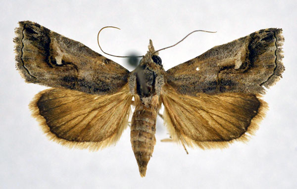 /filer/webapps/moths/media/images/Y/yemenitica_Rhynchina_AF_NHMO.jpg