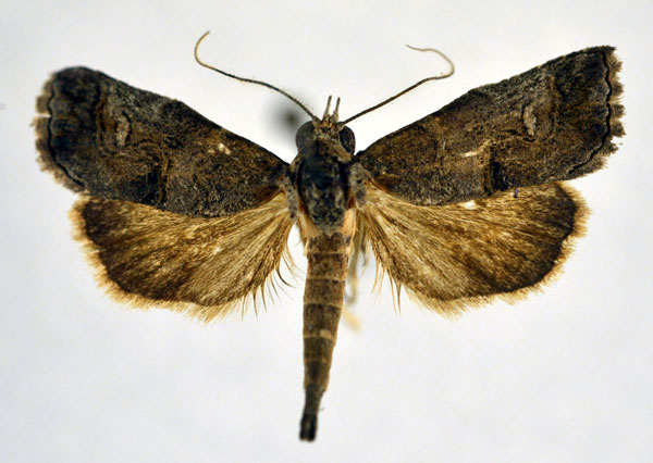 /filer/webapps/moths/media/images/Y/yemenitica_Rhynchina_AM_NHMO.jpg