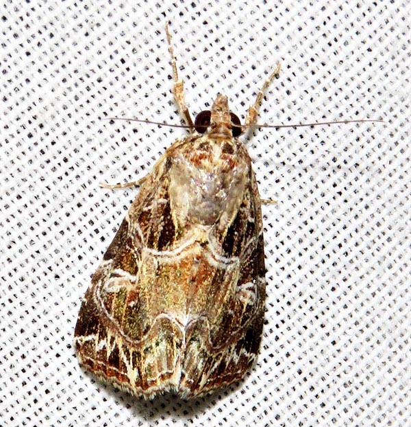 /filer/webapps/moths/media/images/Y/yerburii_Callopistria_A_Braun_10.jpg