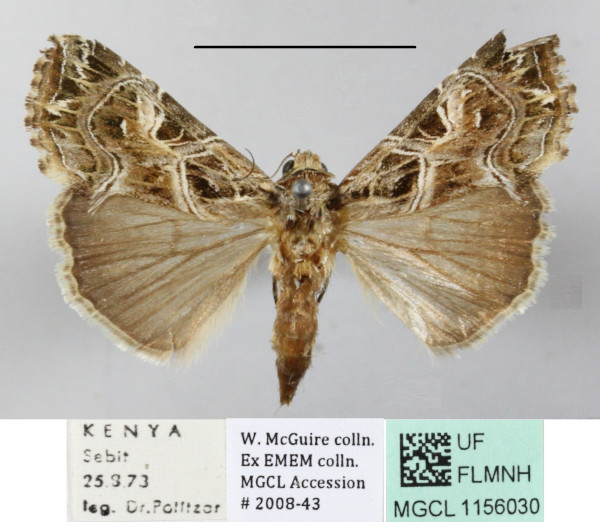 /filer/webapps/moths/media/images/Y/yerburii_Callopistria_A_MGCLa_01.JPG