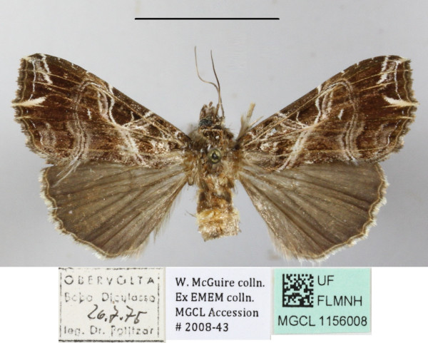 /filer/webapps/moths/media/images/Y/yerburii_Callopistria_A_MGCLa_02.JPG