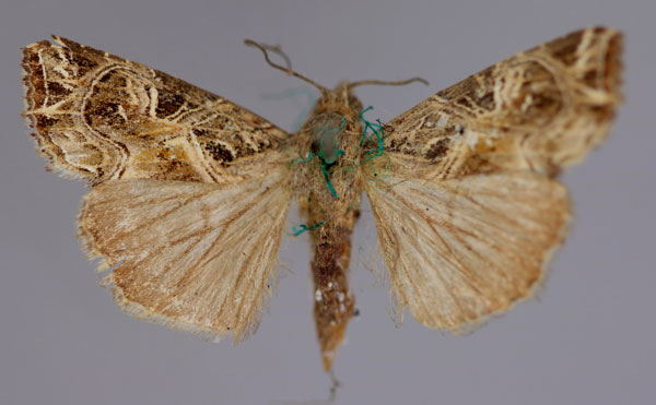 /filer/webapps/moths/media/images/Y/yerburii_Callopistria_A_RMCA_01.jpg