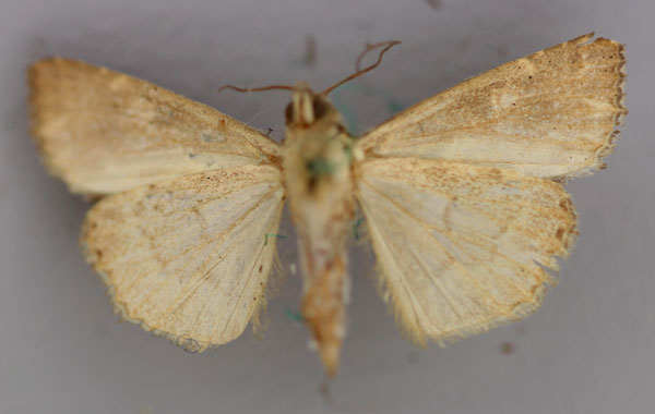 /filer/webapps/moths/media/images/Y/yerburii_Callopistria_A_RMCA_02.jpg