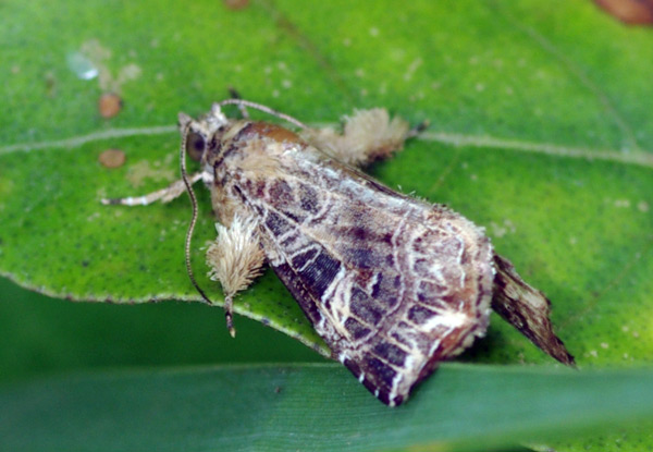 /filer/webapps/moths/media/images/Y/yerburii_Callopistria_A_Simon.jpg