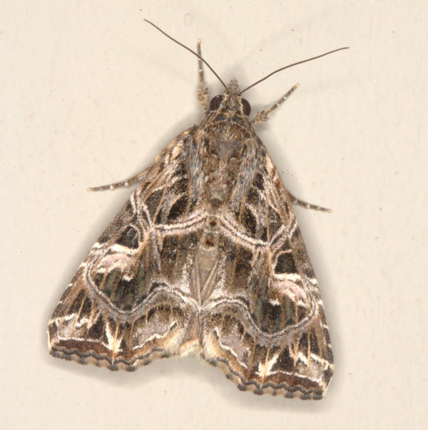 /filer/webapps/moths/media/images/Y/yerburii_Callopistria_F_Heyns_01.jpg