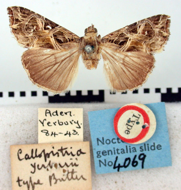 /filer/webapps/moths/media/images/Y/yerburii_Callopistria_HT_BMNH.jpg